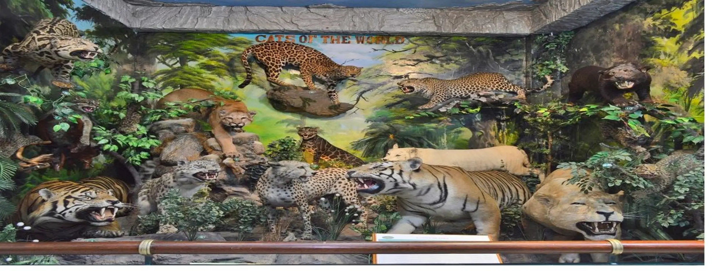 Image for Lindsay Wildlife Museum